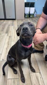 Zara -  Labrador Retriever Dog for Adoption in Newport, Kentucky - Zara | PetCurious