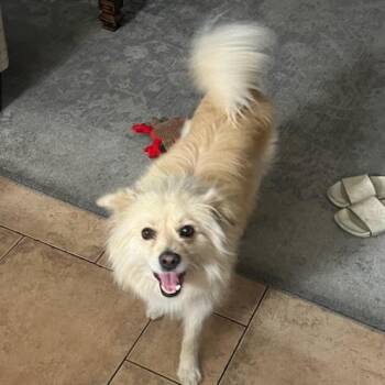 River -  Pomeranian and Mixed Breed Dog for Adoption in Los Angeles, California - River | PetCurious