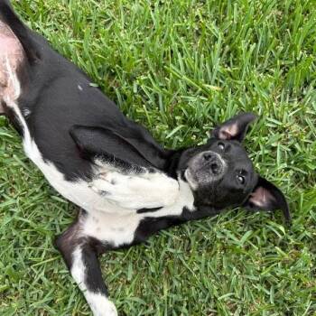 Ziggy Blue -  Labrador Retriever and Pit Bull Terrier Dog for Adoption in Friendswood, Texas - Ziggy Blue | PetCurious