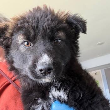 Oliver -  Husky Dog Available for Adoption in Crookston, Minnesota - Oliver | PetCurious