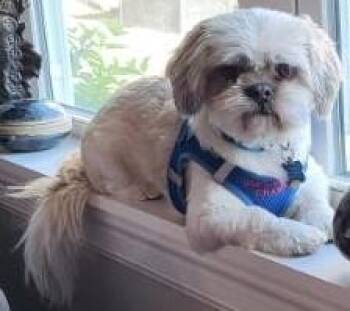 Shih Tzu Dogs Available for Adoption in Waverly, Iowa - Champ | PetCurious