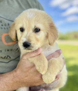 Goldendoodle Dogs Available for Adoption in Iron Ridge, Wisconsin - Ranger | PetCurious