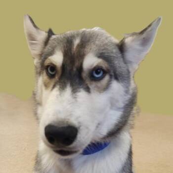 Mole -  Husky Dog for Adoption in Brenham, Texas - Mole | PetCurious