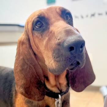 Lyra (AL) -  Bloodhound Dog for Adoption - Lyra (AL) | PetCurious