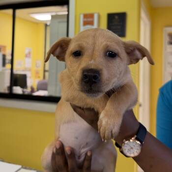 Labrador Retriever Dogs Available for Adoption - Jacquiline 1652 | PetCurious