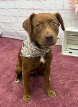 Coffee -  Chesapeake Bay Retriever and Mixed Breed Dog for Adoption in Oxford, Michigan - Coffee | PetCurious