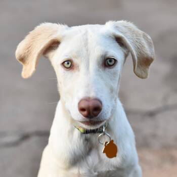 Charmie -  Mixed Breed and Labrador Retriever Dog for Adoption in Los Angeles, California - Charmie | PetCurious