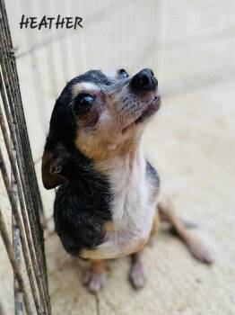 Heather -  Chihuahua Dog for Adoption in Milford, New Hampshire - Heather | PetCurious