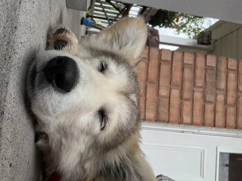 Reba -  Husky Dog for Adoption in Cambridge, Ontario - Reba | PetCurious