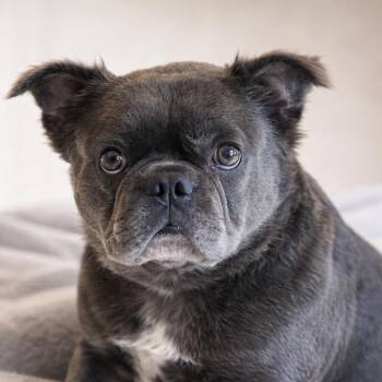 French Bulldog Dogs Available for Adoption - Skye | PetCurious