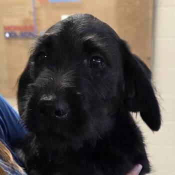 Lisle -  Terrier and Black Labrador Retriever Dog for Adoption in South Riding, Virginia - Lisle | PetCurious
