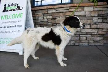 Pit Bull Terrier and Cocker Spaniel Dogs Available for Adoption in Yakima, Washington - Zoro | PetCurious