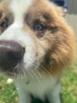 Remi -  Siberian Husky Dog for Adoption in Osseo, Michigan - Remi | PetCurious