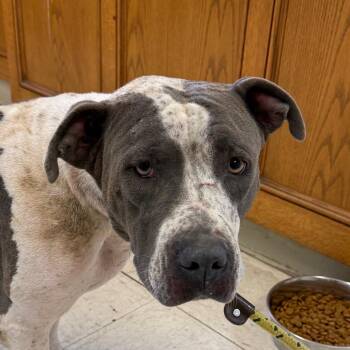 Pansy -  Pit Bull Terrier Dog for Adoption in Jacksonville, Arkansas - Pansy | PetCurious