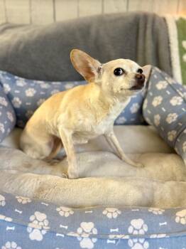 Chihuahua Dogs Available for Adoption - Uni | PetCurious