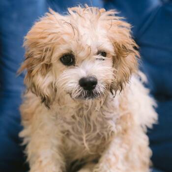 Pontic -  Shih Tzu and Bichon Frise Dog for Adoption in Zionsville, Indiana - Pontic | PetCurious