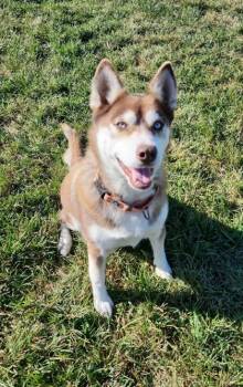 Rescue Siberian Husky and Pembroke Welsh Corgi Dogs for Adoption in Fairfield, Iowa - Ivy | PetCurious