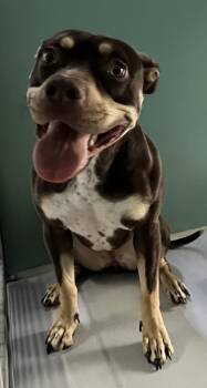 Rescue Pit Bull Terrier and Mixed Breed Dogs for Adoption in Cumming, Georgia - Magnolia 616-25 | PetCurious