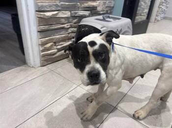 Pit Bull Terrier and Mixed Breed Dogs Available for Adoption in Rowlett, Texas - PANDA | PetCurious