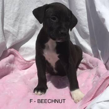Beech Nut -  Mixed Breed Dog for Adoption in Calgary, Alberta - Beech Nut | PetCurious