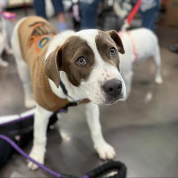 Labrador Retriever and Pointer Dogs Available for Adoption - Dobby | PetCurious