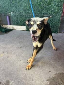 61635622 -  Shepherd and Mixed Breed Dog for Adoption in El Paso, Texas - 61635622 | PetCurious