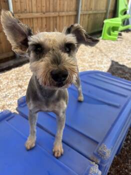 Rescue Miniature Schnauzer Dogs for Adoption in Broken Arrow, Oklahoma - Maui | PetCurious