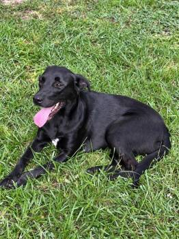 Rylan -  Labrador Retriever Dog for Adoption in Princeton, Massachusetts - Rylan | PetCurious