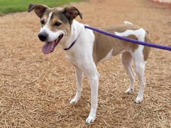 LUNA -  Mixed Breed Dog for Adoption in Charlotte, North Carolina - LUNA | PetCurious