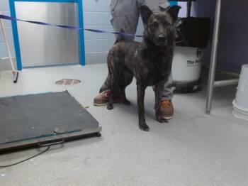 Rescue German Shepherd Dog and Mixed Breed Dogs for Adoption in Albuquerque, New Mexico - BOY | PetCurious