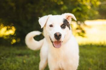 Taz -  Mixed Breed Dog for Adoption in Gradyville, Kentucky - Taz | PetCurious