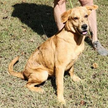 Rescue Catahoula Leopard Dog and Mixed Breed Dogs for Adoption in Morristown, New Jersey - Sophia | PetCurious