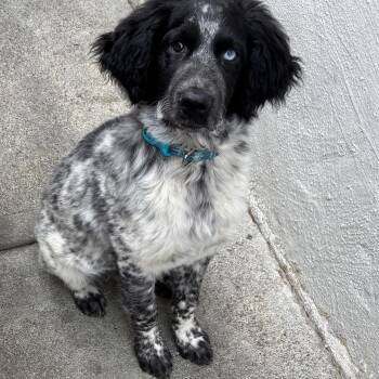English Setter Dogs Available for Adoption - James  | PetCurious