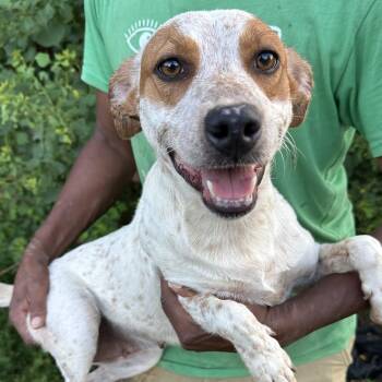 Ash - Local July 10-12 -  Setter and Pointer Dog for Adoption in Brookshire, Texas - Ash - Local July 10-12 | PetCurious