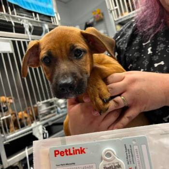 Bubbles -  Mixed Breed Dog for Adoption in Edwardsville, Illinois - Bubbles | PetCurious
