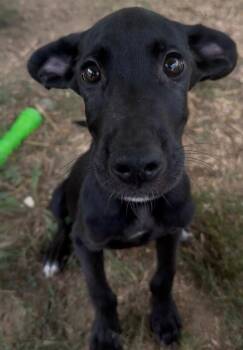 Shaggy -  Mixed Breed Dog for Adoption in Osseo, Michigan - Shaggy | PetCurious