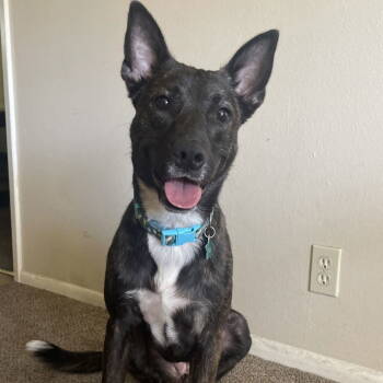 Rescue Cattle Dog Dogs for Adoption in Chico, California - AVa | PetCurious