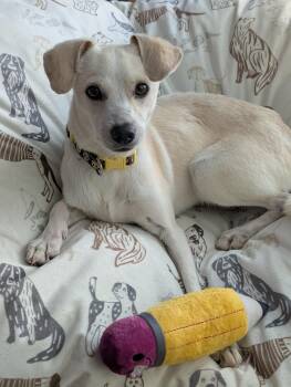 Chihuahua and Labrador Retriever Dogs Available for Adoption - Findley OR14265-Thw | PetCurious