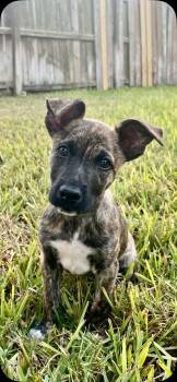 Rescue Dutch Shepherd Dogs for Adoption in Harlingen, Texas - Lulu | PetCurious