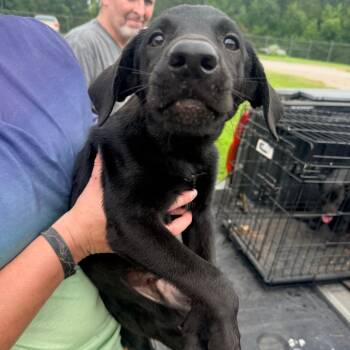 Teddy -  Mixed Breed Dog for Adoption in Corinth, Mississippi - Teddy | PetCurious