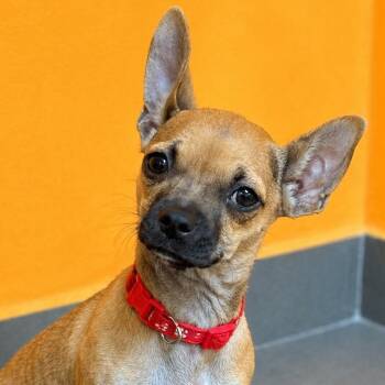 Chihuahua and Mixed Breed Dogs Available for Adoption in Carmel Hamlet, New York - Popcorn | PetCurious