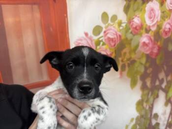 Australian Cattle Dog Blue Heeler and Mixed Breed Dogs Available for Adoption in San Bernardino, California - OKRA | PetCurious