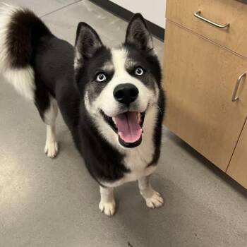 Siberian Husky Dogs Available for Adoption in Cottonwood Heights, Utah - Saylor | PetCurious