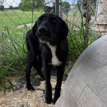 Beth -  Black Labrador Retriever Dog for Adoption in Ennis, Texas - Beth | PetCurious