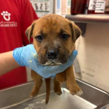 Tessa -  Terrier and Mixed Breed Dog for Adoption in Birmingham, Alabama - Tessa | PetCurious