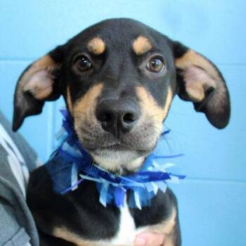 Valentino -  Mixed Breed Dog for Adoption in Lansing, Michigan - Valentino | PetCurious
