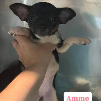 Chihuahua Dogs Available for Adoption in Tampa, Florida - Ammo | PetCurious