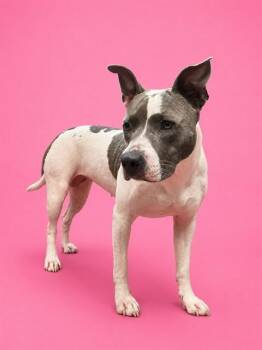 RIVER -  Mixed Breed Dog for Adoption in Jacksonville, Florida - RIVER | PetCurious