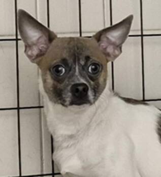Chihuahua Dogs Available for Adoption in Golden, Colorado - Zeke | PetCurious
