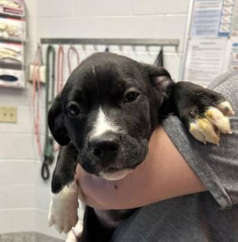 Rey -  Border Collie Dog for Adoption in Golden, Colorado - Rey | PetCurious